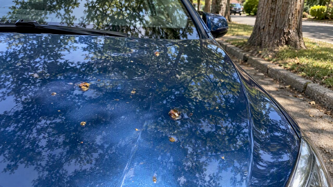 Amber sap spots on a blue car hood
